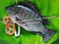 SOUTH CHINA SEAFOOD CO., LIMITED-TILAPIA